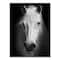 Designart - White Horse Black and White - Animal Canvas Art Print